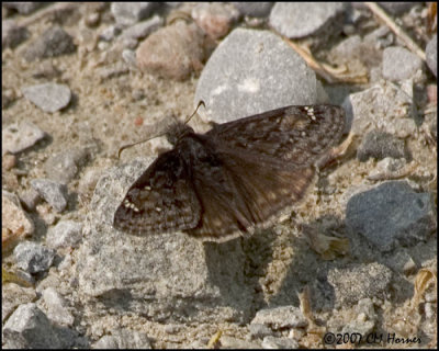 7210 Juvenals Duskywing.jpg