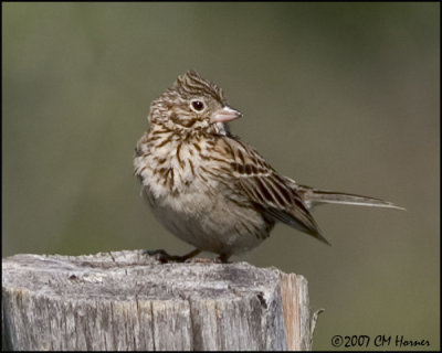 7313 Vesper Sparrow.jpg