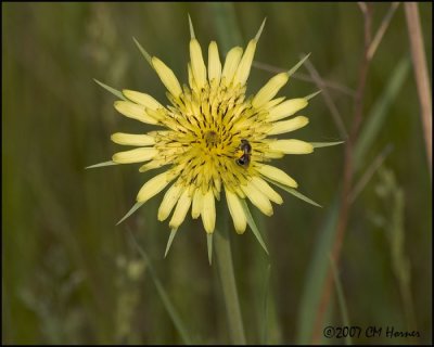 7406 Goat's-beard.jpg