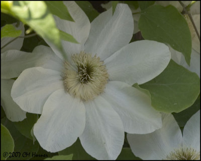 7436 Clematis.jpg