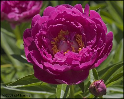 7454 Dark Pink Peony.jpg