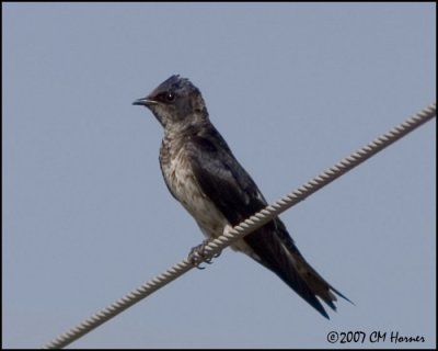 7535 Purple Martin.jpg