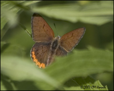 7694 Bronze Copper male.jpg