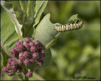 7707 Monarch cat.jpg