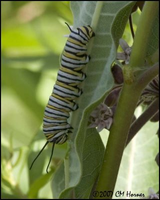 7709 Monarch Caterpillar.jpg