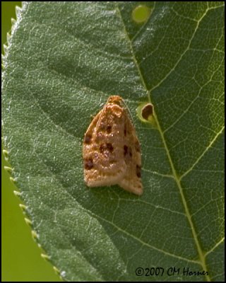 7734 moth species.jpg