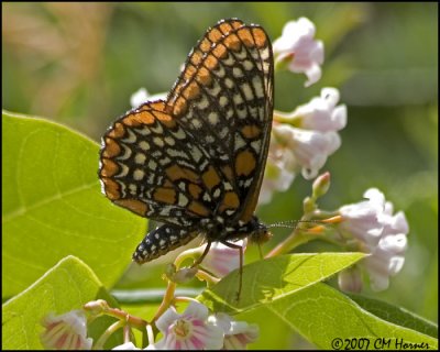 7758 Baltimore Checkerspot.jpg