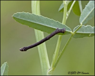 7800 Caterpillar species.jpg