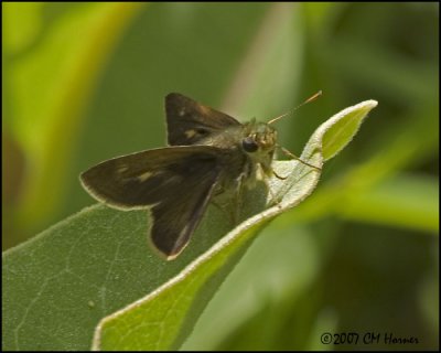 7804 Skipper species.jpg