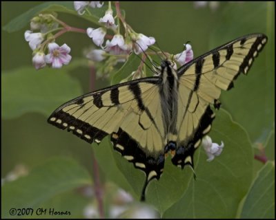 7815 Canadian Tiger Swallowtail.jpg