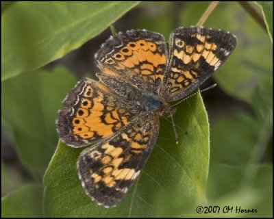 7884 Pearl Crescent.jpg