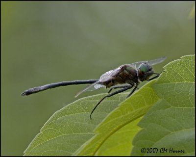 7928 Racket-tailed Emerald.jpg