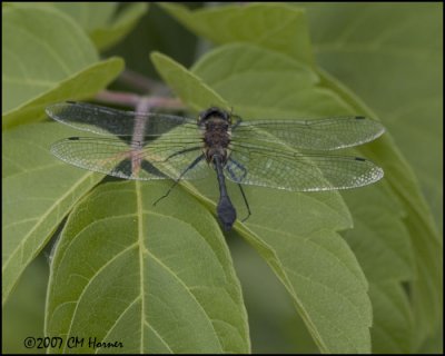 7920 Racket-tailed Emerald.jpg