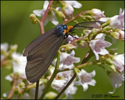 7939 Virginia Ctenucha Moth.jpg