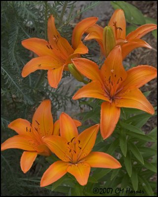 7947 Orange Lilies.jpg