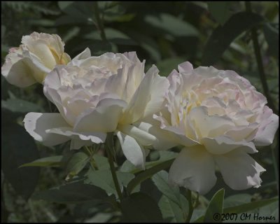 7976 Garden Party Rose.jpg