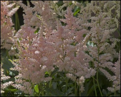 8009 Astilbe.jpg