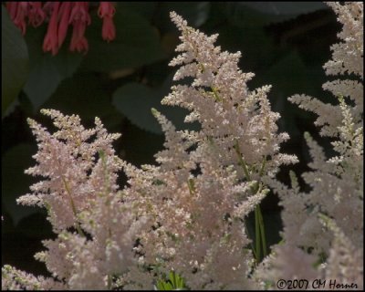 8011 Astilbe.jpg