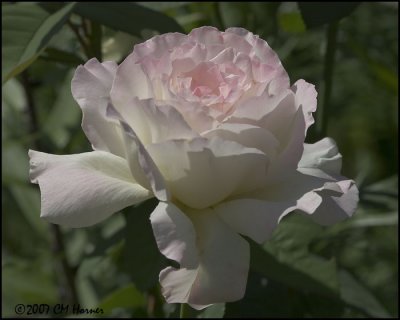 8104 Pink Rose.jpg