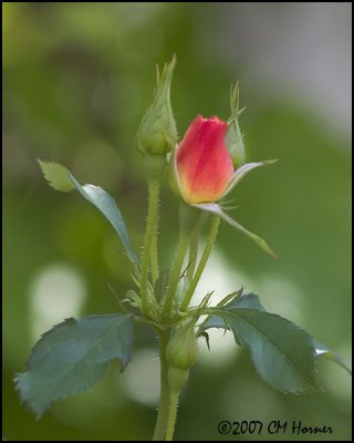 8114 Peach Rosebud.jpg