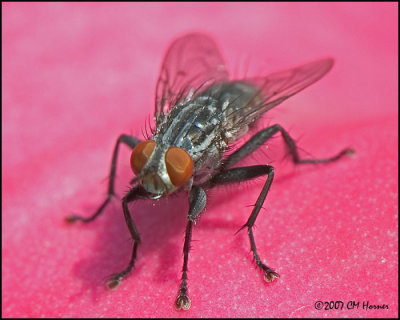 8164 Fly species