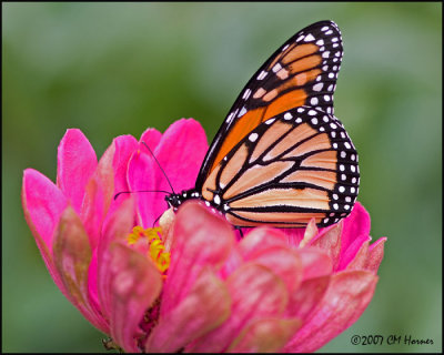 8189 Monarch on Zinnia.jpg