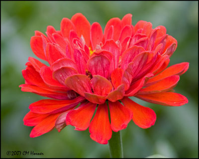 8209 Red Zinnia.jpg