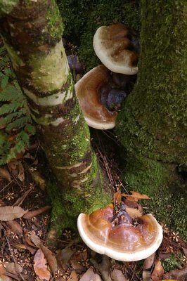 fungus