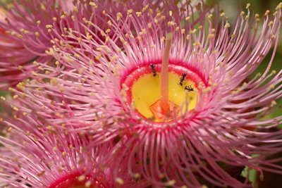 Australian Flowers