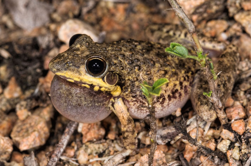 Bumpy rocketfrog, <i>Litoria inermis</i> DSC_7733