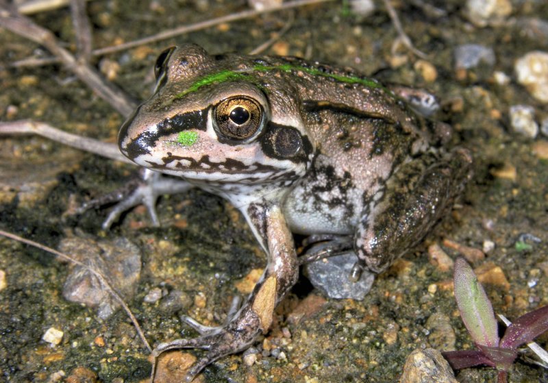 Striped burrowing frog <i>Cyclorana alboguttata</i> metamorph IMGP4201