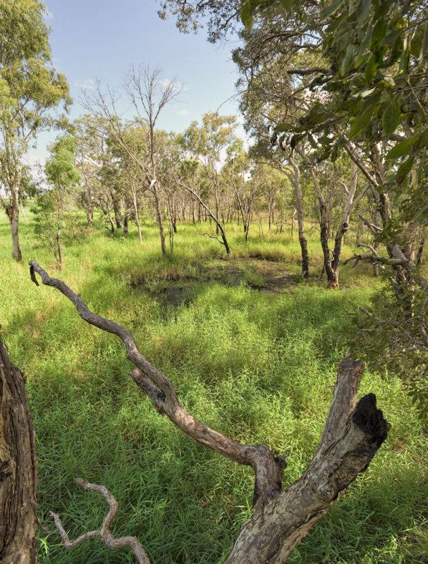 Tea tree swamp, Townsville Town Common DSC_8405