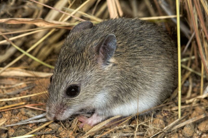 Short-tailed mouse, <i>Leggadina lakedownensis</i>, Moorinya National Park DSC_8732