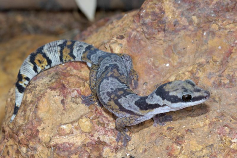 Gecko, <i>Oedura castelnaui</i>, northern velvet gecko, Moorinya DSC_8531