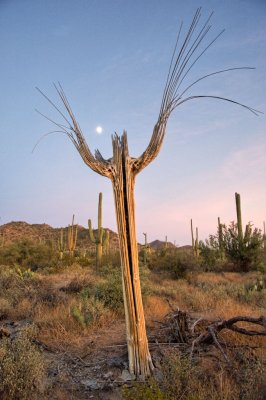 saguaro cactus skeleton, moonrise _DSC5879
