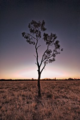 Lone tree, twilight.  Moorinya National Park.  DSC_8865