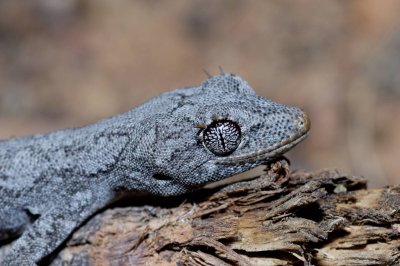 Northern spiny tailed gecko Strophurus krysalis, Moorinya DSC_8507