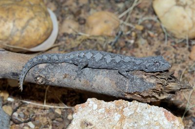 Northern spiny tailed gecko Strophurus krysalis, Moorinya DSC_8511
