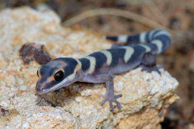 Young Oedura castelnaui, northern velvet gecko, Moorinya DSC_8523