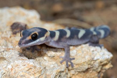 Young gecko, Oedura castelnaui, northern velvet gecko, Moorinya DSC_8524