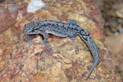 Gecko Gehyra catenata, Moorinya DSC_8546
