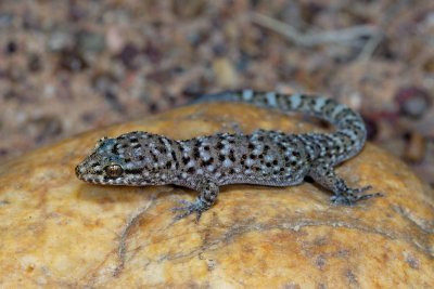 Bynoe's gecko Heteronotia binoei, Moorinya DSC_8548