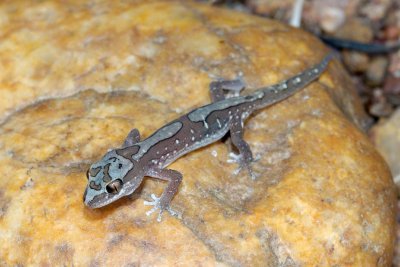 Juvenile box patterned gecko, Diplodactylus steindachneri, Moorinya DSC_8563