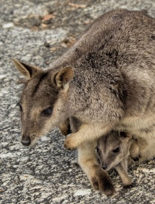 Rock wallaby and joey, Granite Gorge DSC_9386