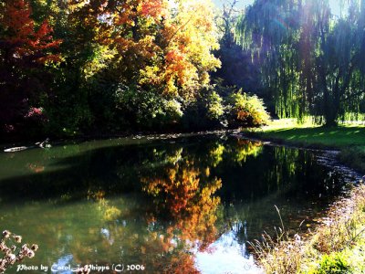 Autumn's Dancing Sunlight ~ Thursday Challenge.