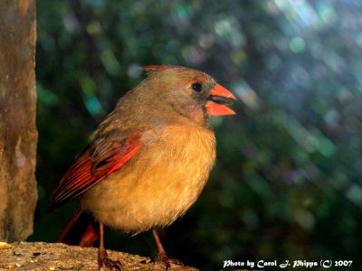 Happy Little Cardinal.