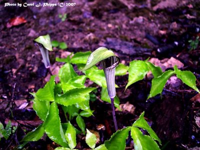 Jack in the Pulpit Wildflower.jpg