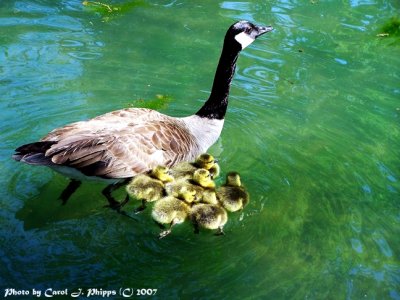 Proud Mother Goose.