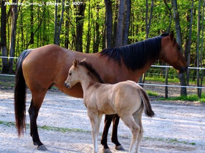 Proud Mother and Filly!