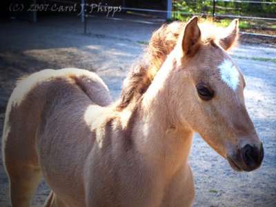 Keonie, new Filly!